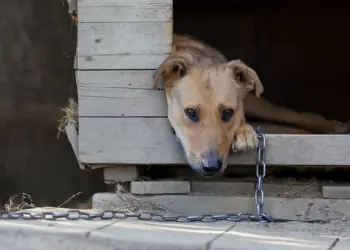 cachorro acorrentado