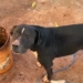 Pit bull atacou idosa de 83 anos com mordidas no pescoço (Reprodução)