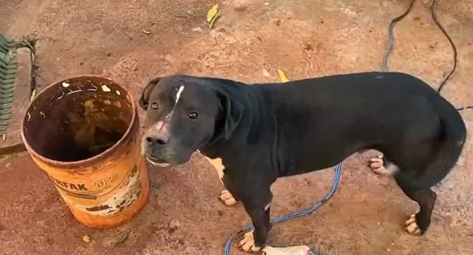 Pit bull atacou idosa de 83 anos com mordidas no pescoço (Reprodução)