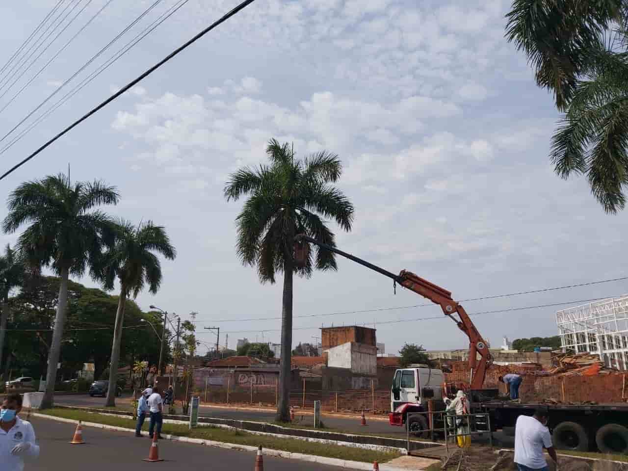 manejo palmeiras min