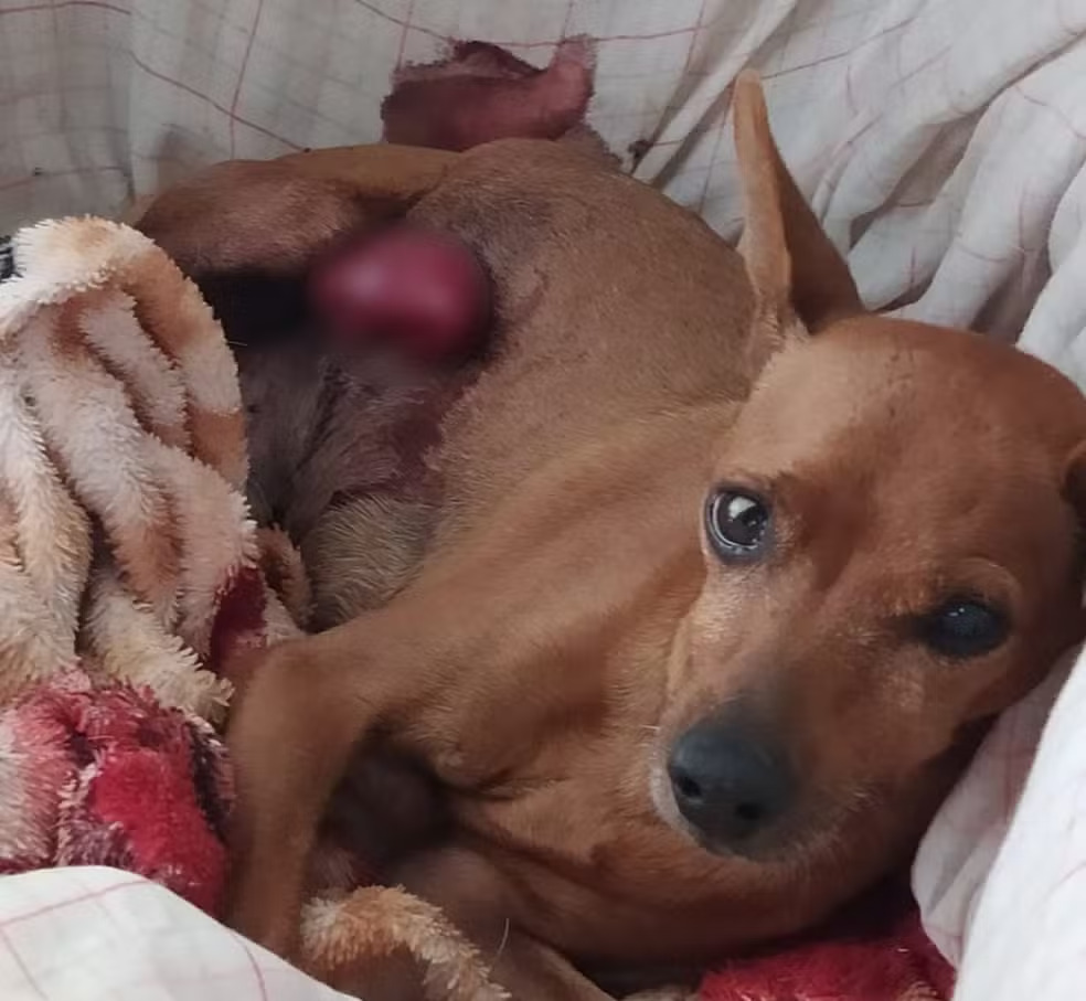 pinscher Moleque agredido