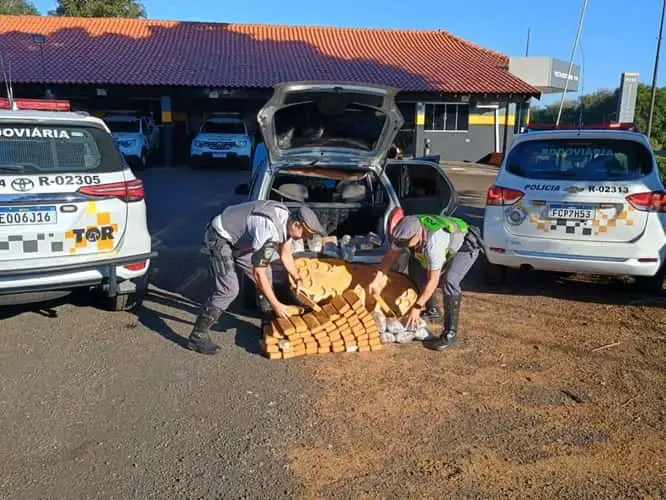 tor maconha assis min