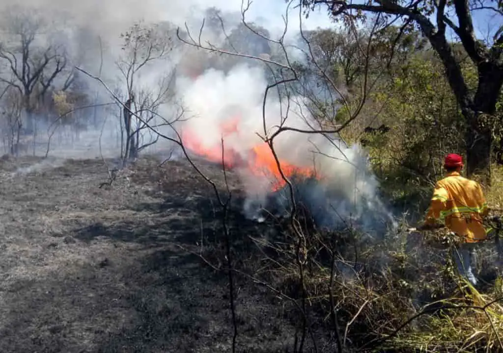 incendio floresta min 1