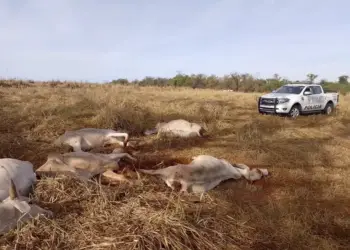 maus tratos a bovinos em Dracena