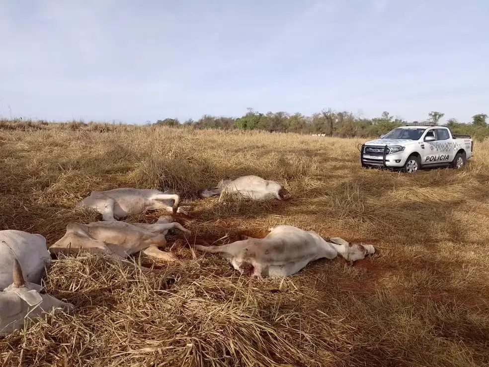 maus tratos a bovinos em Dracena