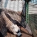 tamandua bandeira min