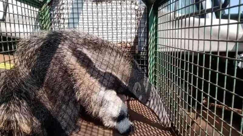 tamandua bandeira min