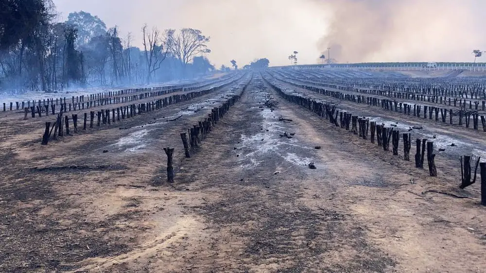 Cafezal destruído pelo fogo em Pedregulho (SP)