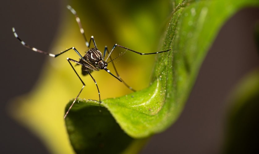 Mosquito Aedes aegypti dengue min