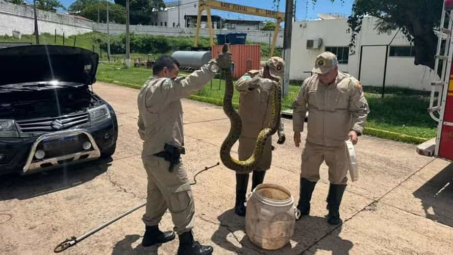 Sucuri de três metros é encontrada em motor de carro no MS (Crédito: Corpo de Bombeiros)