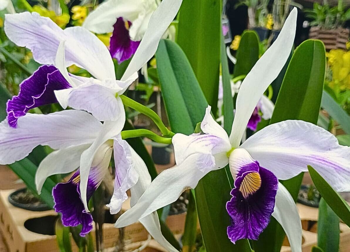 FEIRA DE ORQUIDEAS DE ARACATUBA