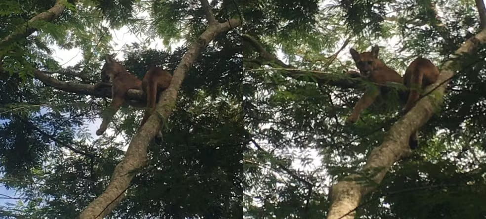 onca descansando em arvore em catanduva