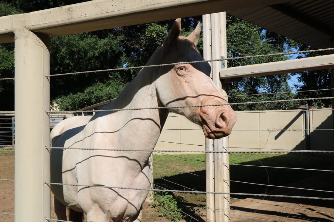 Cavalo Ringo em Aracatuba