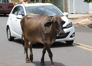 vaca solta na rua