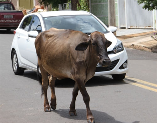 vaca solta na rua